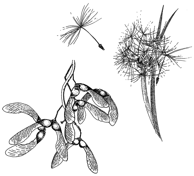 Figure 8.6 DNA with wings: sycamore and dandelion seeds.